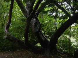 TN_DSC07390.JPG