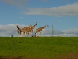 TN_DSC07317.JPG